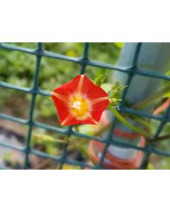 Morning Glory Scarlet Creeper 'Sunspots' 