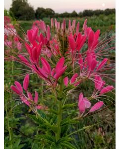 Spider Flower, Pink Mix