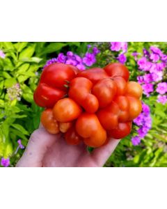 Tomato 'Reisetomate' Seeds (Naturally Grown) 