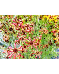 Plains Coreopsis ‘Quills and Thrills’ 