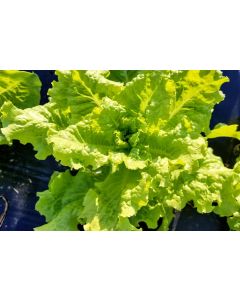 Lettuce ‘Crisp Mint’ AKA ‘Erthel’ 