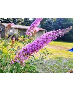 Purple Butterfly Bush AKA Summer Lilac 