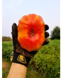 Tomato 'Marvel Stripe' 