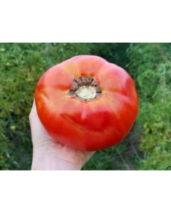 Tomato 'Dixie Red F2'