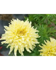 Marigold 'Snowdrift' 