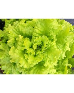 Lettuce 'Black-Seeded Simpson' 