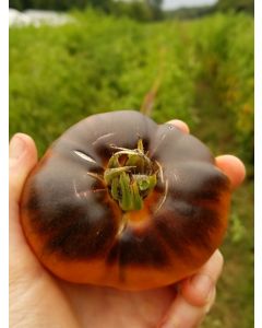 Tomato 'Ananas Bleue'