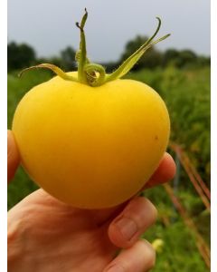 Tomato 'Garden Peach'
