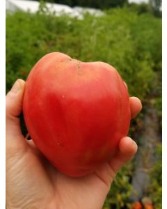 Tomato 'Anna Maria's Heart' 