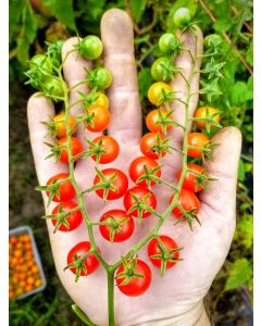 Tomato 'Red Currant Spoon' Seeds (Naturally Grown)