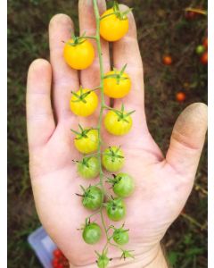 Tomato 'Yellow Currant Spoon'