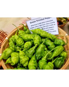 Hot Pepper ‘Green Trinidad Scorpion’ 