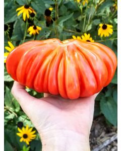 Tomato 'Tlacolula Pink' AKA 'Tlacolula Ribbed' 