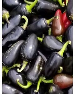 Hot Pepper ‘Purple Jalapeno’ 