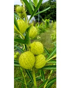 Balloon Plant AKA Hairy Balls Milkweed