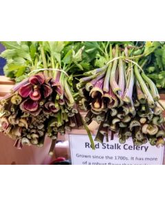 Celery 'Red Stalk' 
