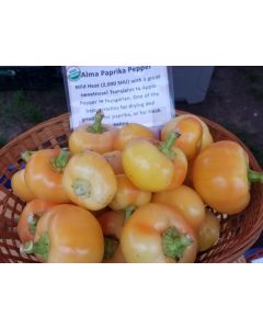 Hot Pepper ‘Alma Paprika’ 
