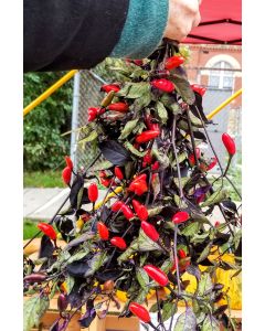 Hot Ornamental Pepper ‘Fluorescent Purple’ 