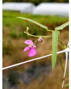 Phaseolus acutifolius var. tenuifolius 