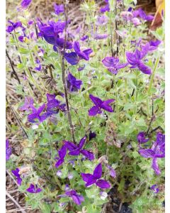 Salvia 'Blue Denim'