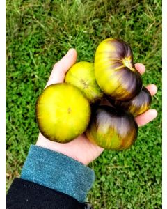 Tomato 'Xanadu Green Goddess'