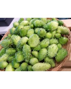 Achocha Fat Baby Cucumber