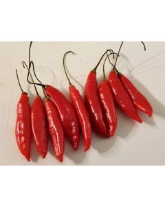 Hot Pepper ‘Birgit's Locoto’