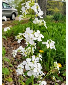 Money Plant AKA Silver Dollar 'Alba' Seeds (Naturally Grown)