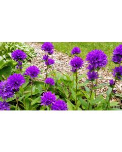 Clustered Bellflower 