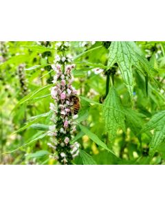 Common Motherwort Seeds (Naturally Grown)