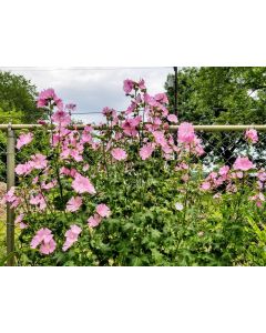 Tree Mallow 'Rosea' 