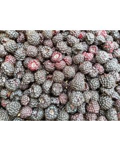 Wild Black Raspberry Plant (4" Pot, single)