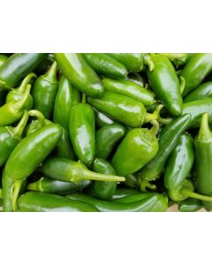 Pepper HOT 'Jalapeno' Plant