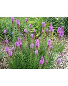 Purple Blazing Star AKA Liatris 