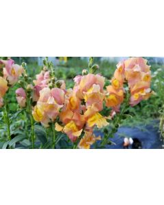 Pinky-Orange Snapdragon