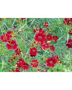 Plains Coreopsis 'Dwarf Red' AKA 'Mahogany Midget' 