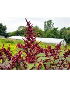 Amaranth 'Pygmy Torch' 