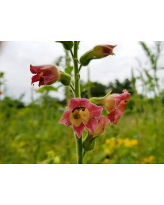 Flowering Tobacco 'Big Mouth' 