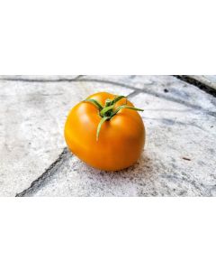 Tomato 'Thorburn's Terra Cotta' 