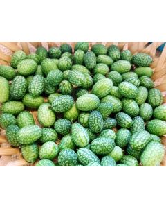 Cucumber 'Mouse Melon' or 'Mexican Sour Gherkin' 
