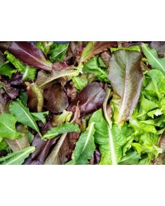 Lettuce ‘Gourmet Blend’ 