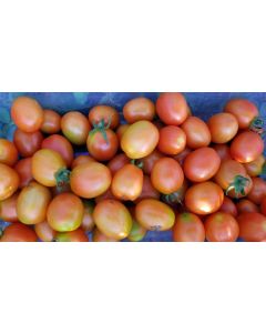 Tomato 'Ross Red Salad' 