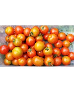 Tomato 'Sakura F2' Seeds (Naturally Grown)