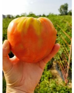 Tomato 'Monomakh's Hat'