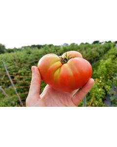 Tomato 'New Big Dwarf'