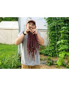 Pole Yard Long Bean 'Chinese Red Noodle' 