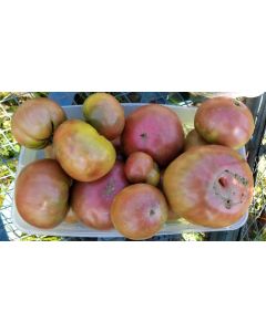 Tomato 'Cherokee Purple'