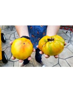 Tomato 'Walter's Candy Stripe' 