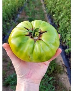 Tomato 'Absinthe' Seeds (Naturally Grown)