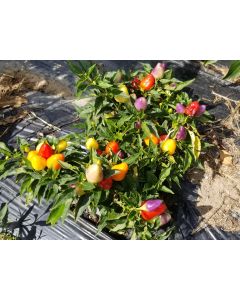 Hot Ornamental Pepper 'Pyramid' 